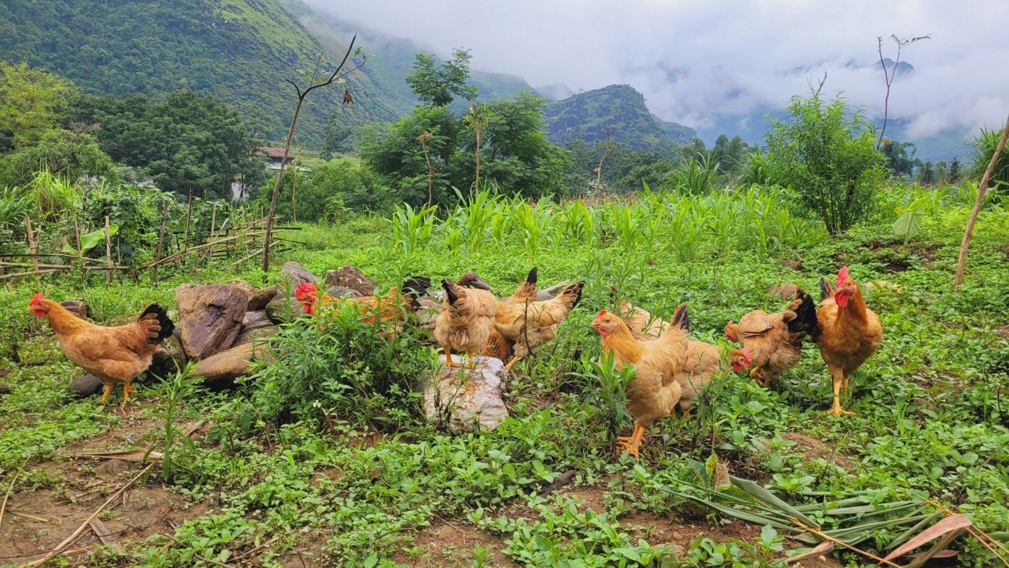 Du Gia View Homestay Làng Cac Rom bilde